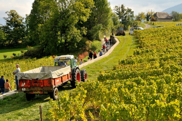 Coopérative viticole en Savoie